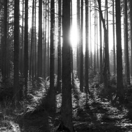 Solen mellem graner i Rold Skov af lebaf