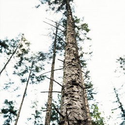 Et frøpersperktiv af en smuk gran fra rold skov, af lebaf